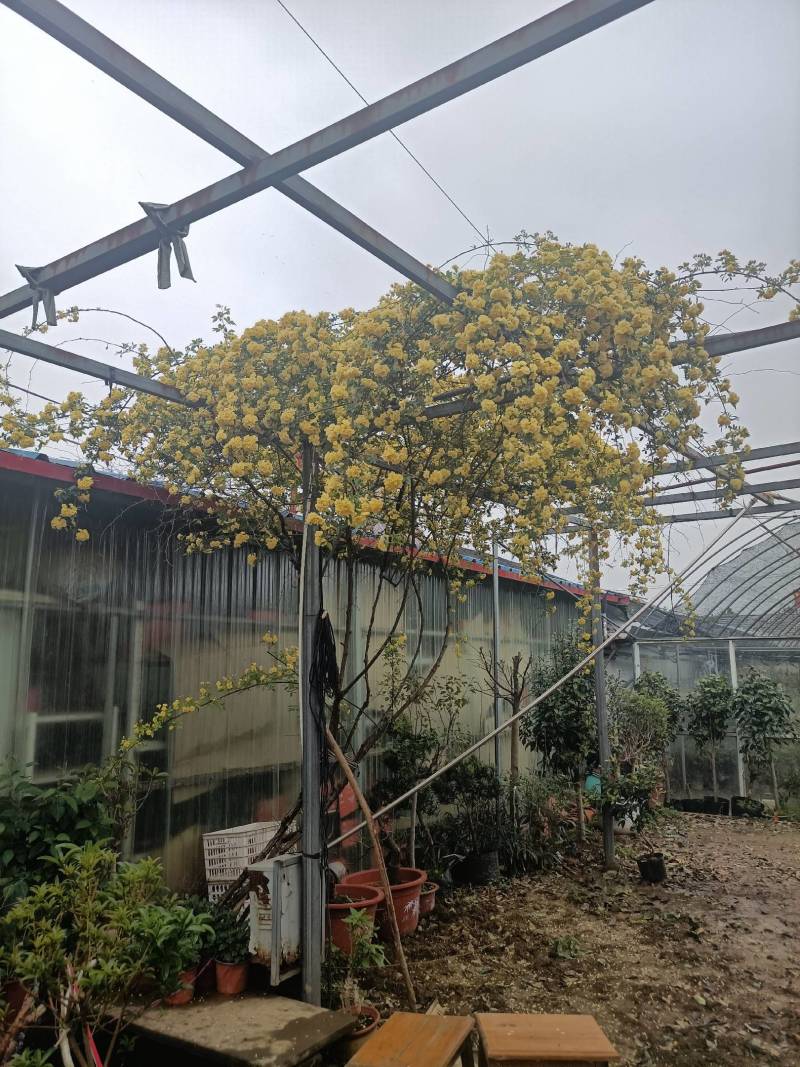 木香黄木香白木香，爬藤植物适合做花墙花架拱门长廊等