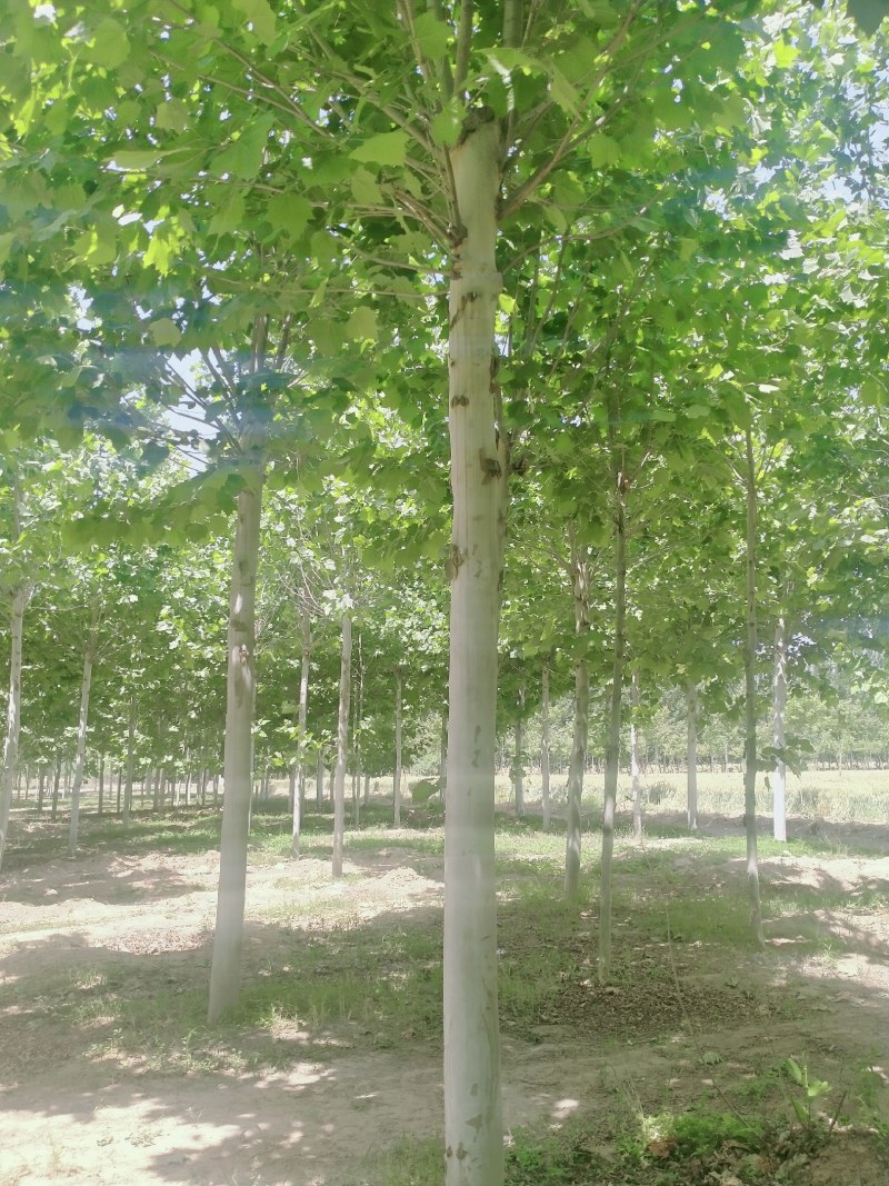 法桐