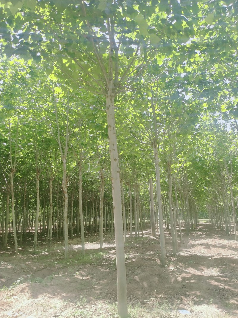 法桐