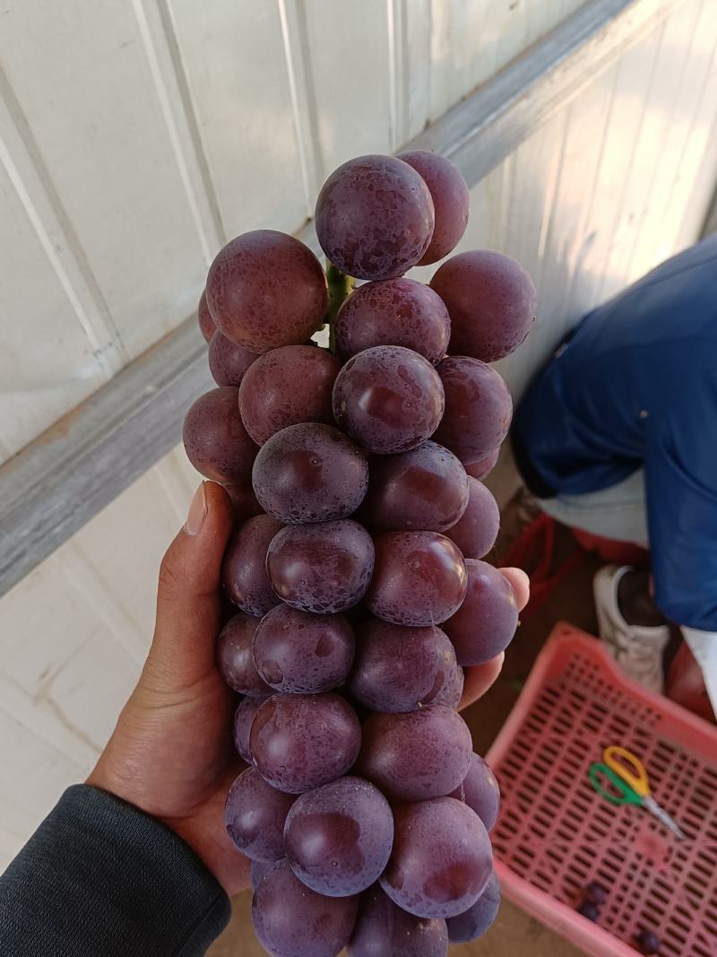 葡萄粒大口感甜颜色好