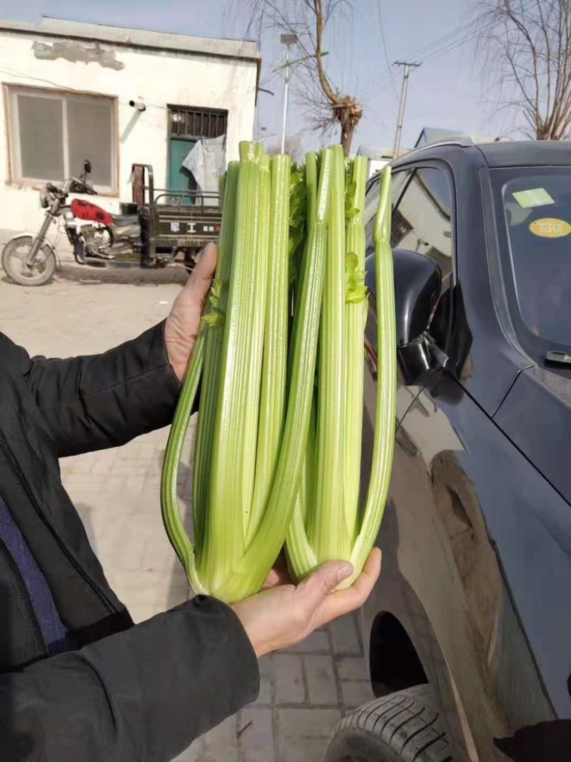 西芹，精品包装，基地直发，支持各种包装，欢迎订购