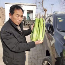 西芹，精品包装，基地直发，支持各种包装，欢迎订购