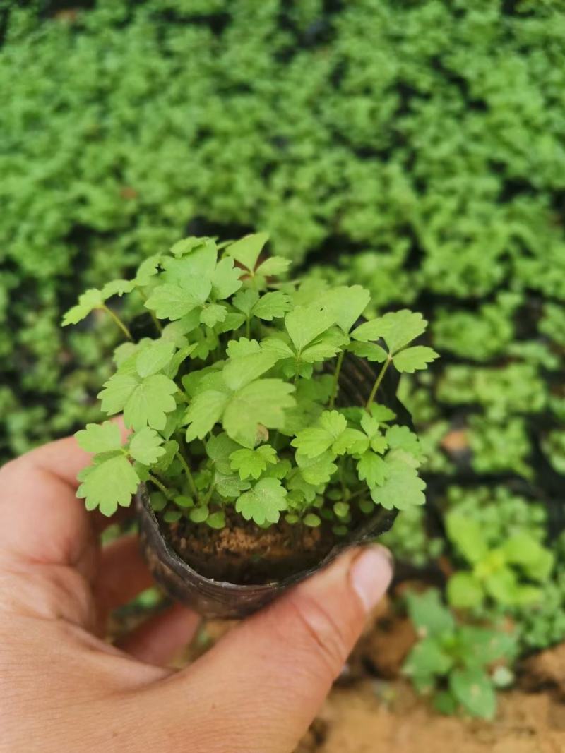 撒种蛇莓小苗蛇莓果生命力超强耐阴地被植物