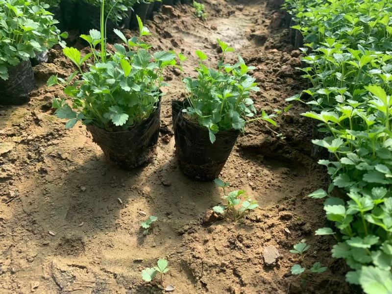 撒种蛇莓小苗蛇莓果生命力超强耐阴地被植物