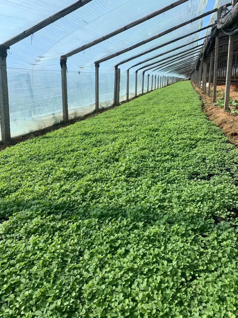 撒种蛇莓小苗蛇莓果生命力超强耐阴地被植物