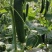 孝海文洋精品水果黄瓜种植基地大量上市，常年供应