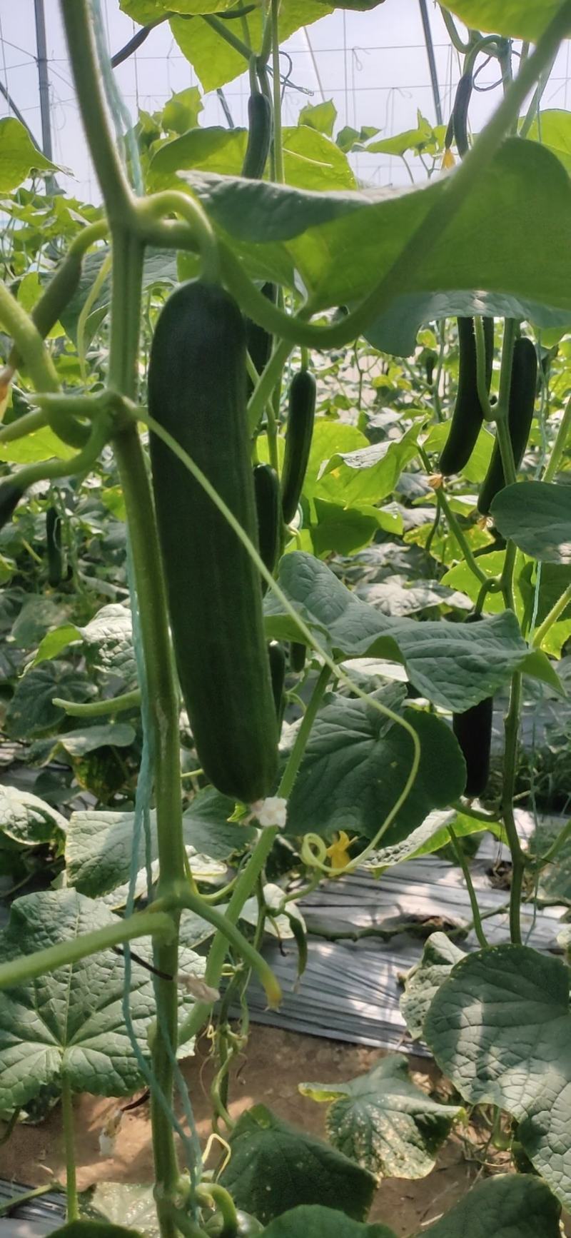 孝海文洋精品水果黄瓜种植基地大量上市，常年供应