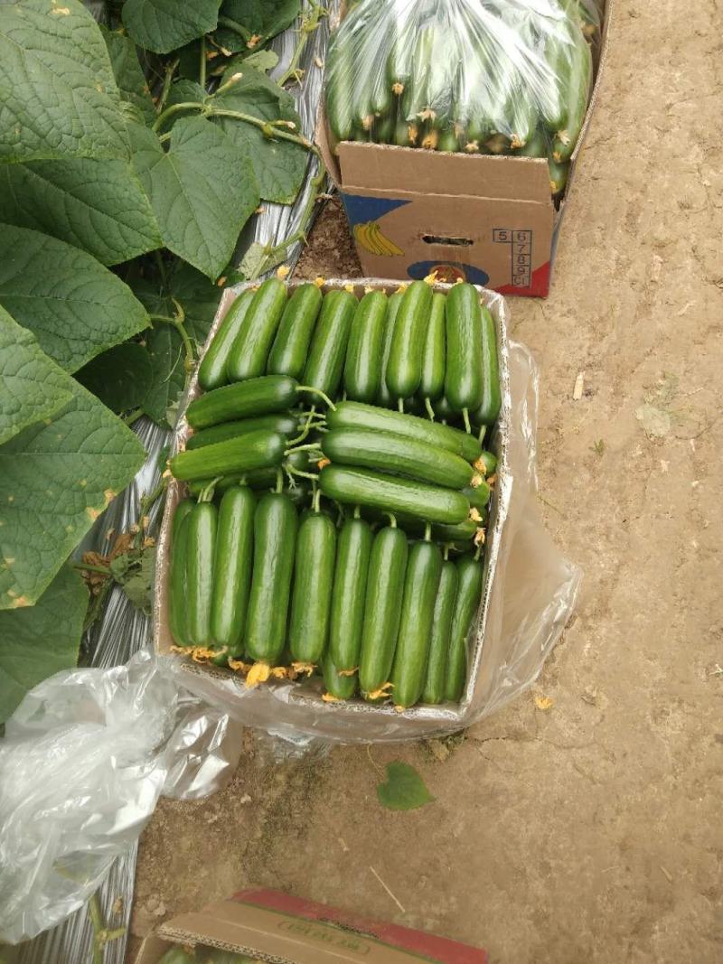 孝海文洋精品水果黄瓜种植基地大量上市，常年供应