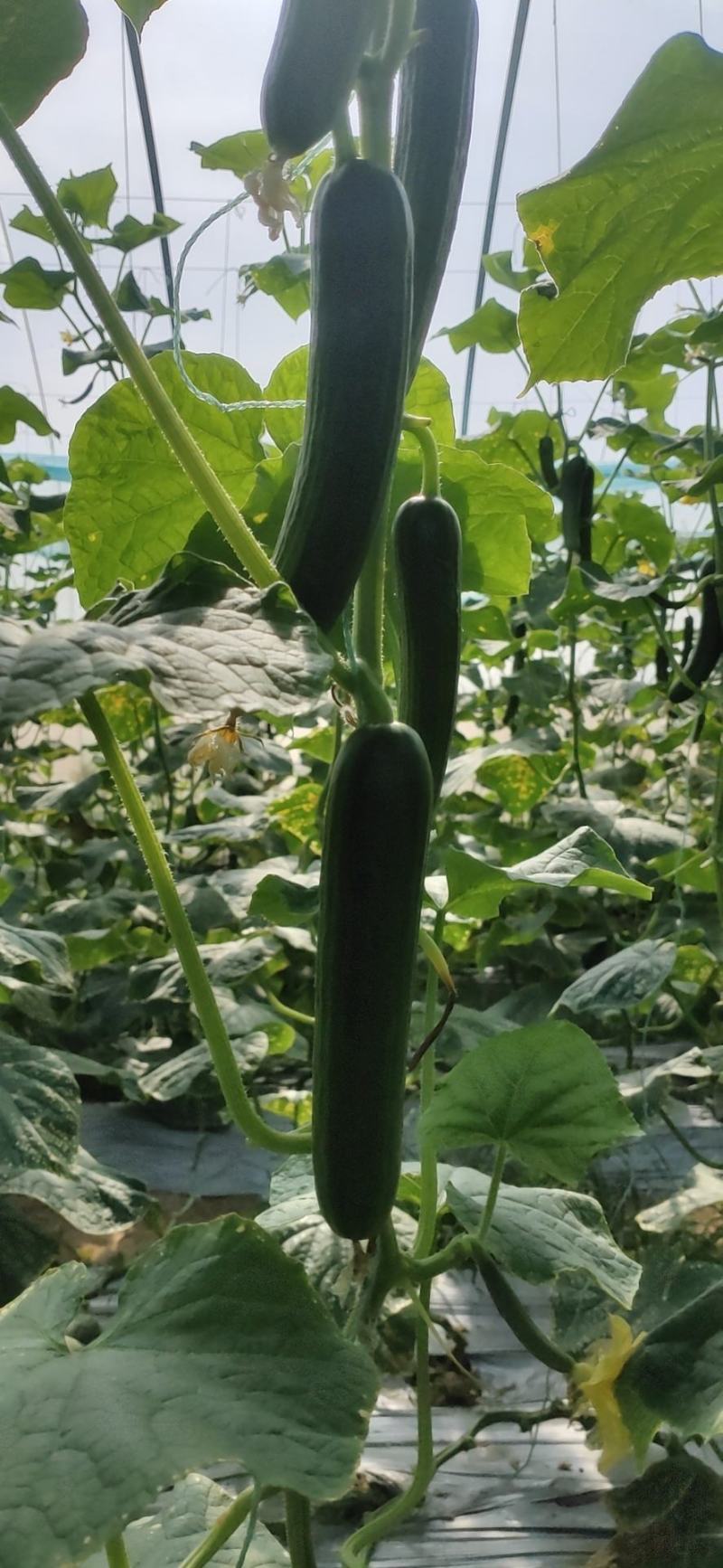 孝海文洋精品水果黄瓜种植基地大量上市，常年供应