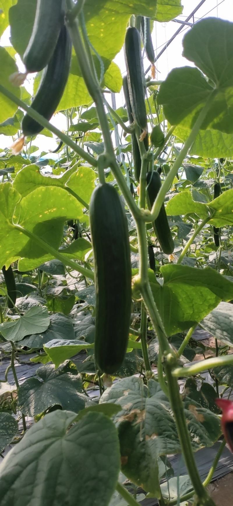 孝海文洋精品水果黄瓜种植基地大量上市，常年供应