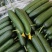 孝海文洋精品水果黄瓜种植基地大量上市，常年供应