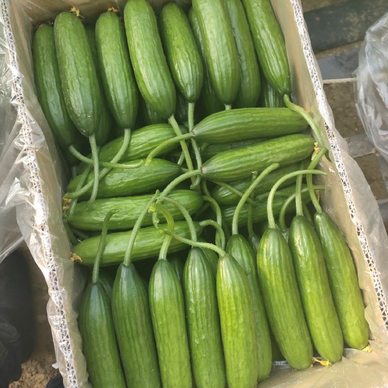 孝海文洋精品水果黄瓜种植基地大量上市，常年供应