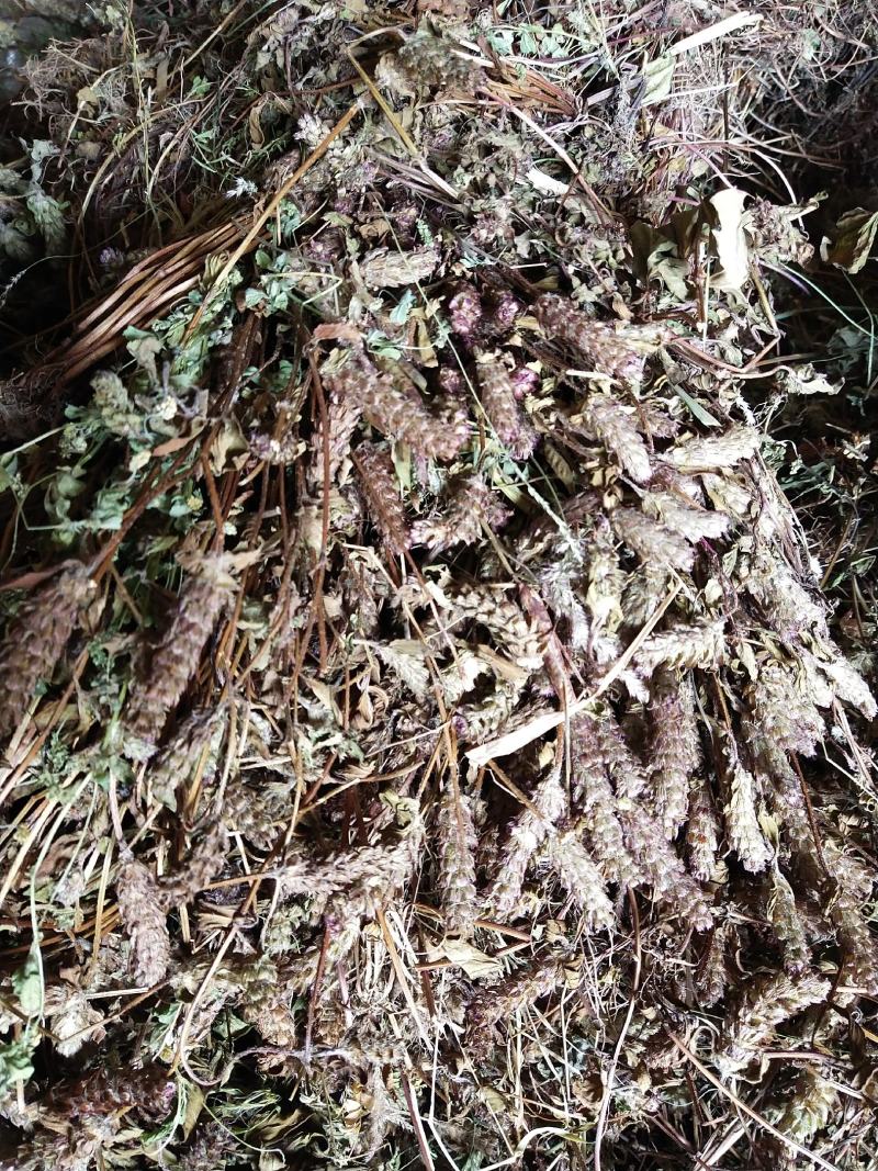 野生夏枯草
