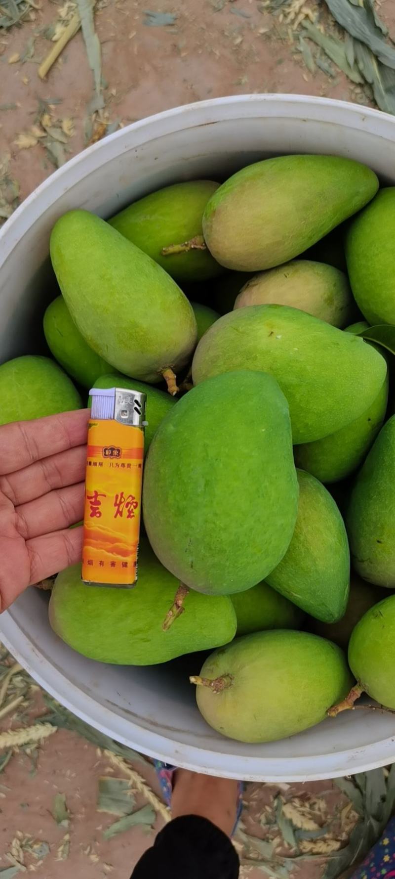 云南元江台农芒果，一手货源，口感甜