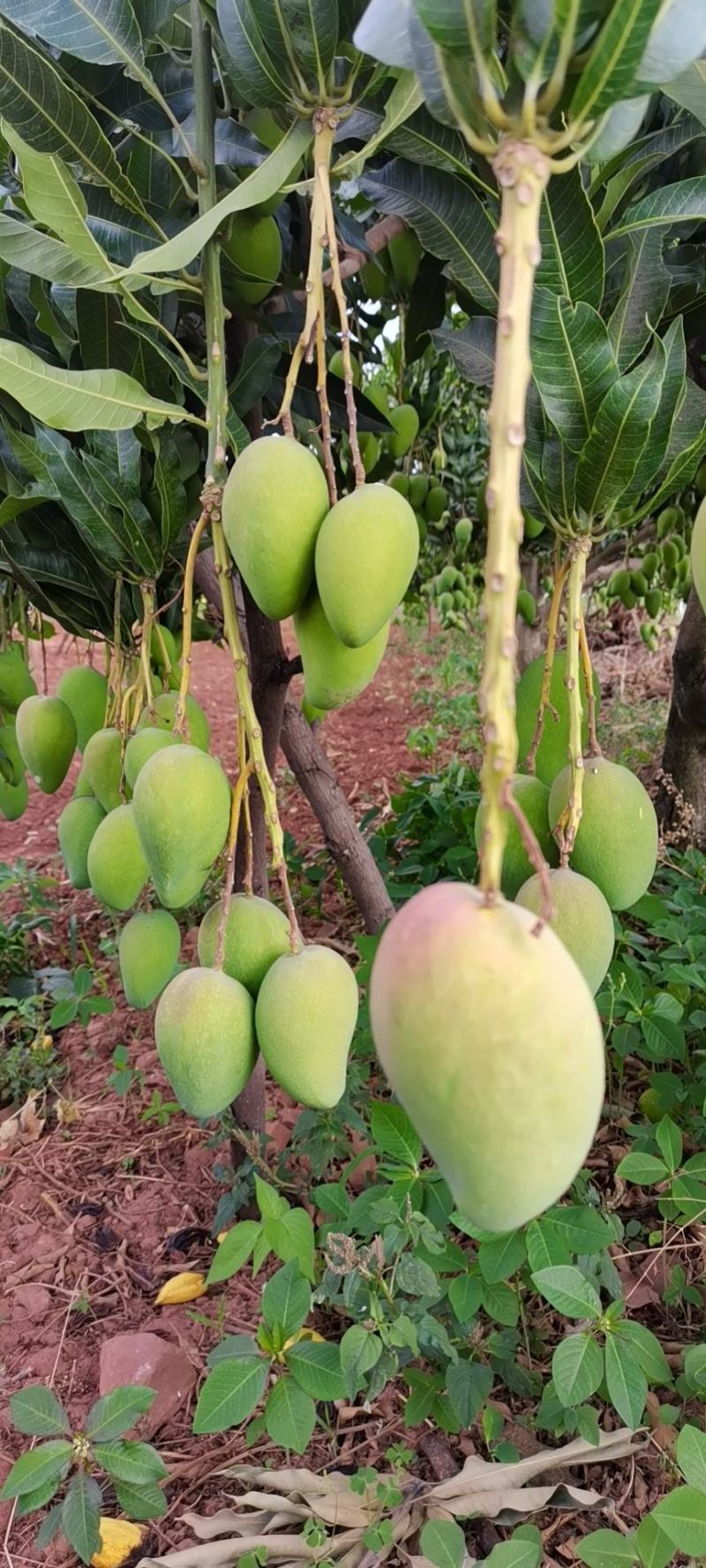 云南元江台农芒果，一手货源，口感甜