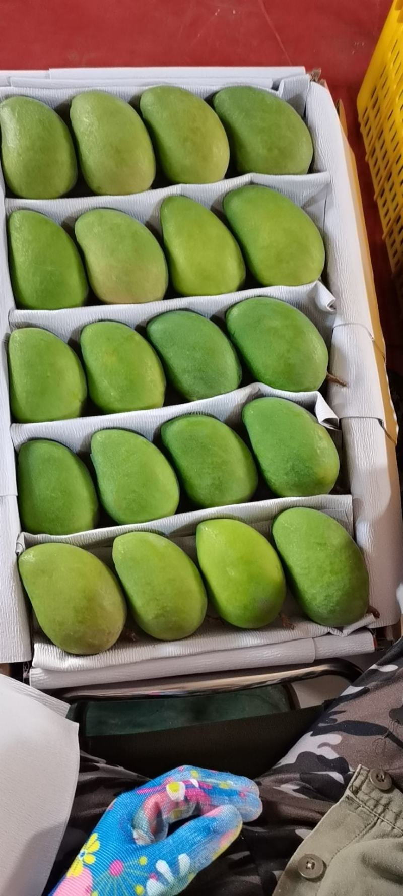 云南元江台农芒果，一手货源，口感甜
