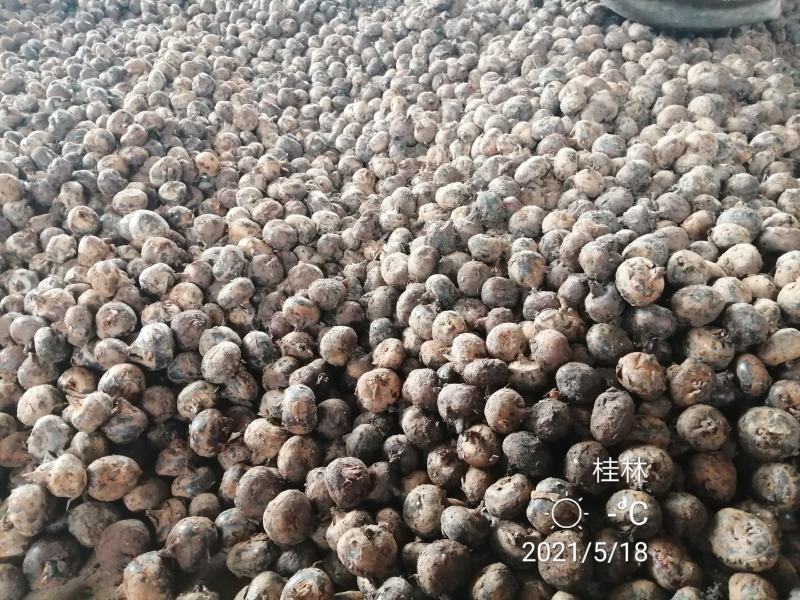 （一件代发）广西荔浦红皮马蹄脆甜化渣水果马蹄带泥发货