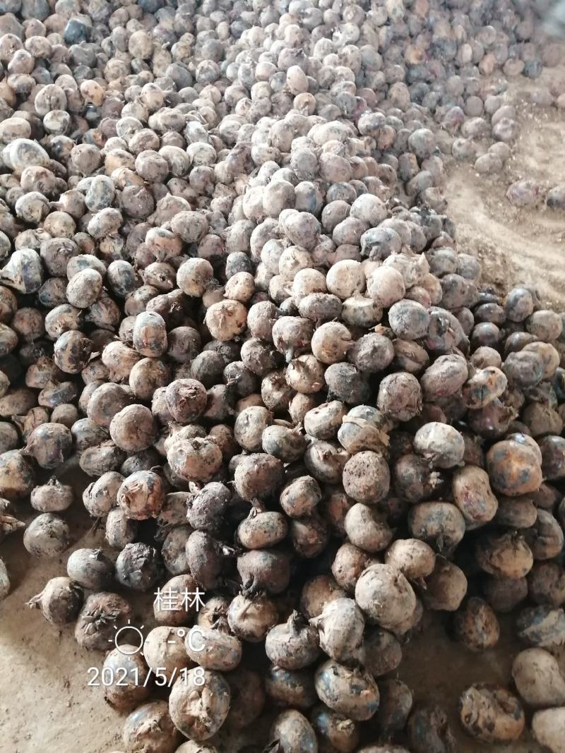 （一件代发）广西荔浦红皮马蹄脆甜化渣水果马蹄带泥发货