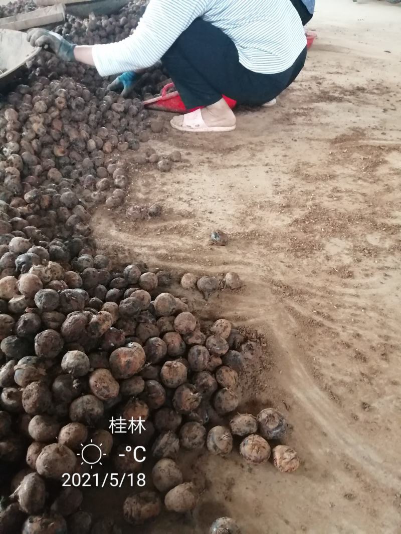 （一件代发）广西荔浦红皮马蹄脆甜化渣水果马蹄带泥发货