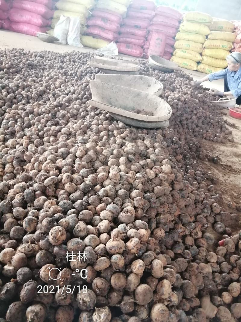 （一件代发）广西荔浦红皮马蹄脆甜化渣水果马蹄带泥发货