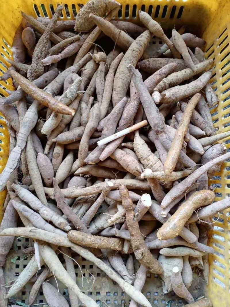 野货牛大力