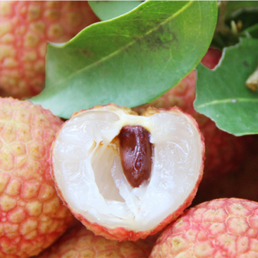 大井桂味