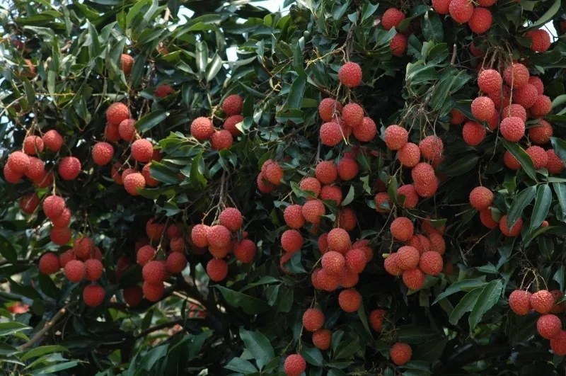 大井桂味