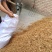 【大荔黄花菜】陕西黄花菜新鲜上市/无硫***欢迎下单