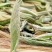福鼎白茶2021年新茶白毫银针饼茶300克