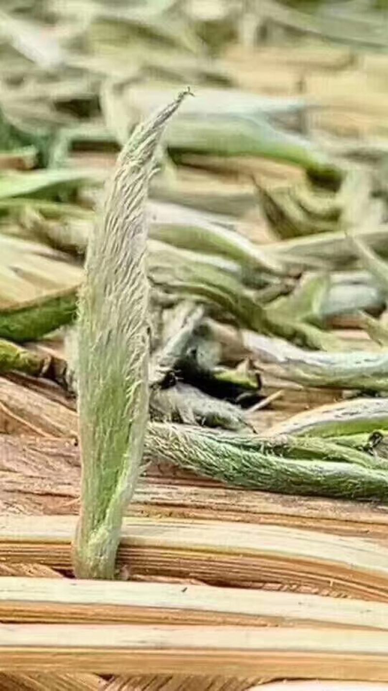 福鼎白茶2021年新茶白毫银针饼茶300克