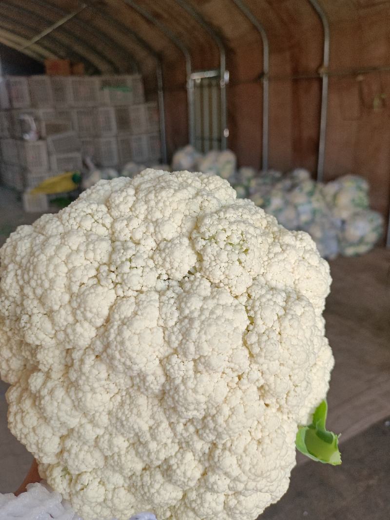 有机花