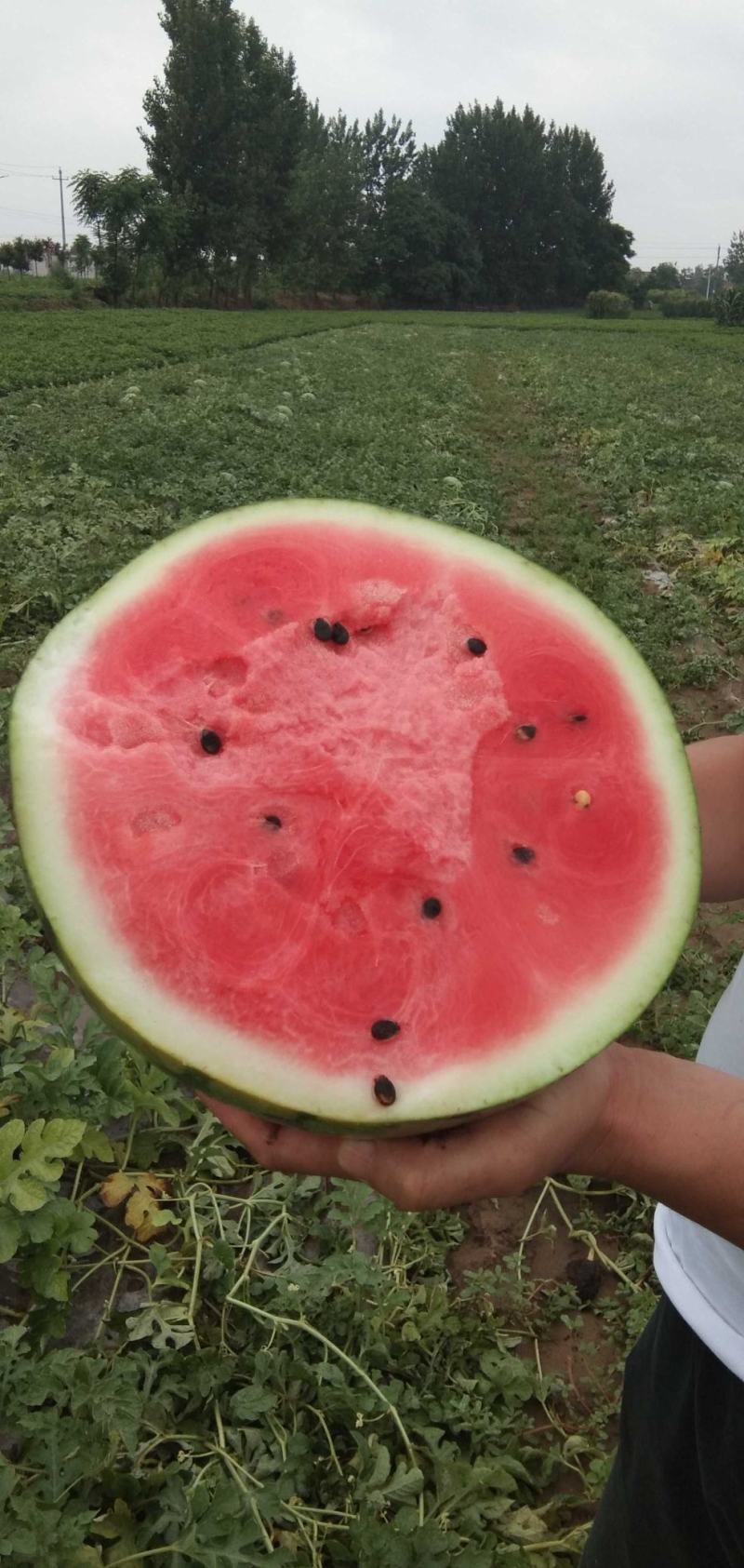 宁夏金花，金城大量上市。糖度高。产地直销，当天釆摘发