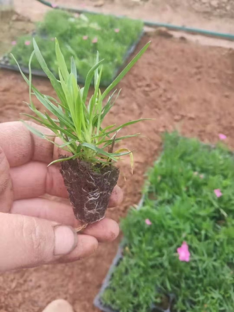 欧石竹穴盘苗，一手货源，量大质优，批发基地