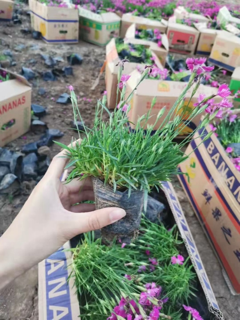 欧石竹穴盘苗，一手货源，量大质优，批发基地