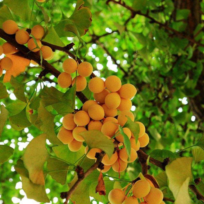 银杏树种子白果庭院园林绿化苗木行道树金叶银杏种籽南方北方