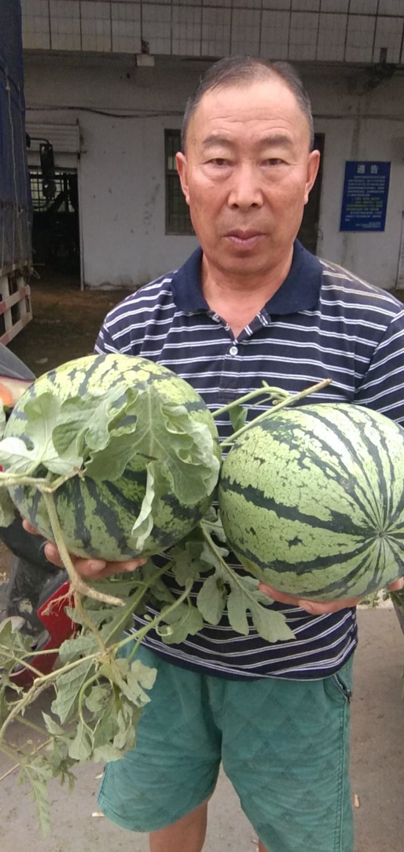 宁夏硒砂瓜，金花，金城，露天头茬瓜，产地直销，可视频看货。