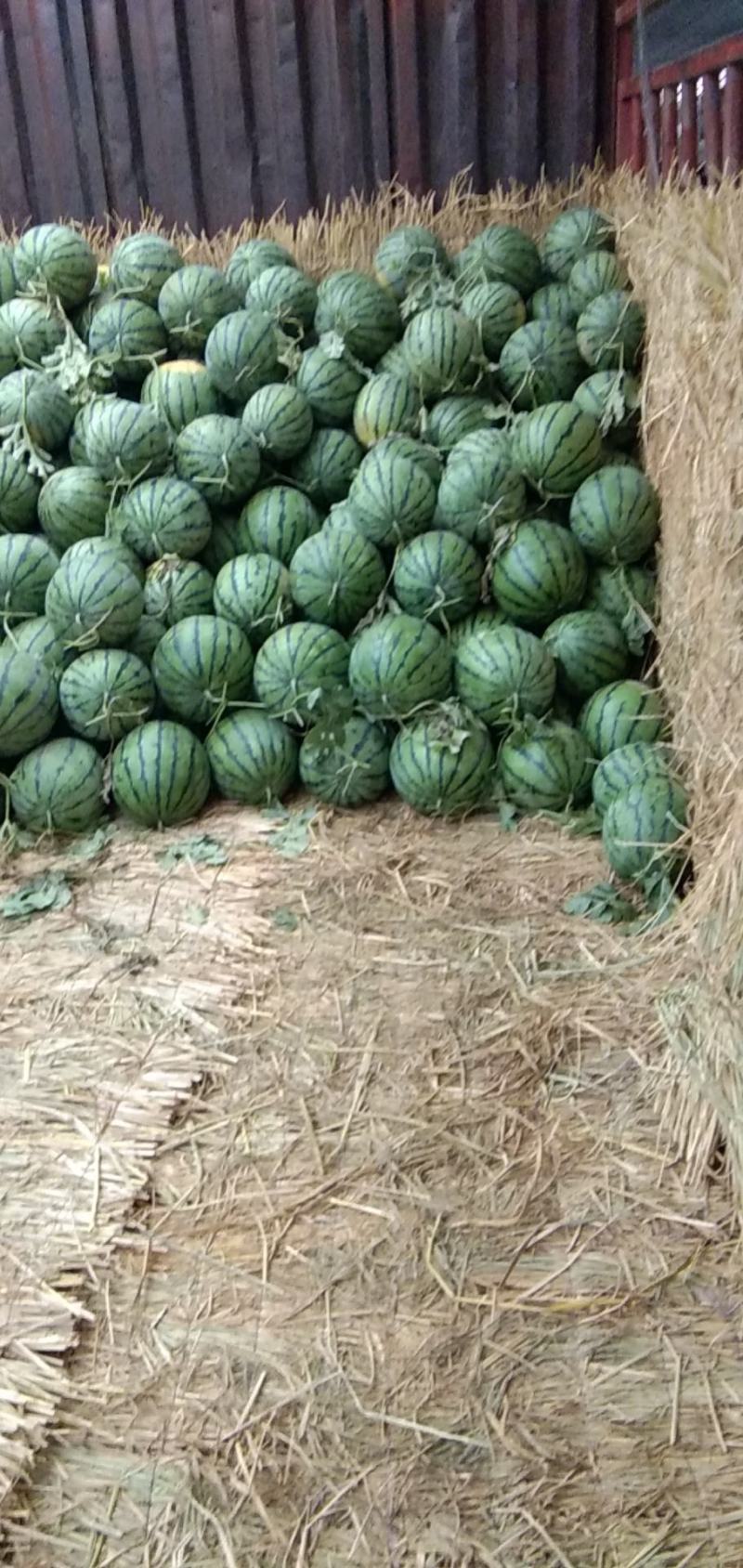 宁夏硒砂瓜，金花，金城，露天头茬瓜，产地直销，可视频看货。
