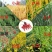 中药材紫苏收割机农用小型水稻小麦牧草收割机山地收割机