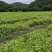 红花百部，产量高，粉质饱满