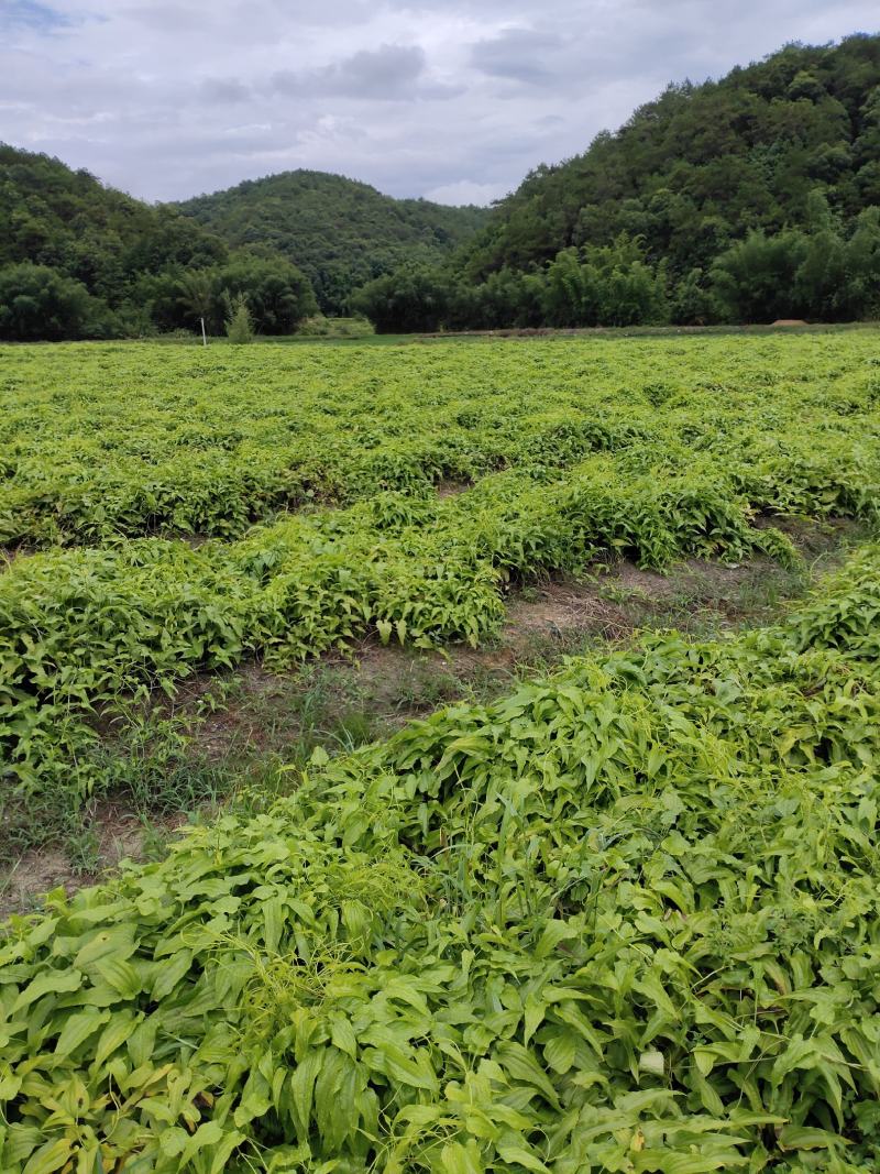红花百部，产量高，粉质饱满