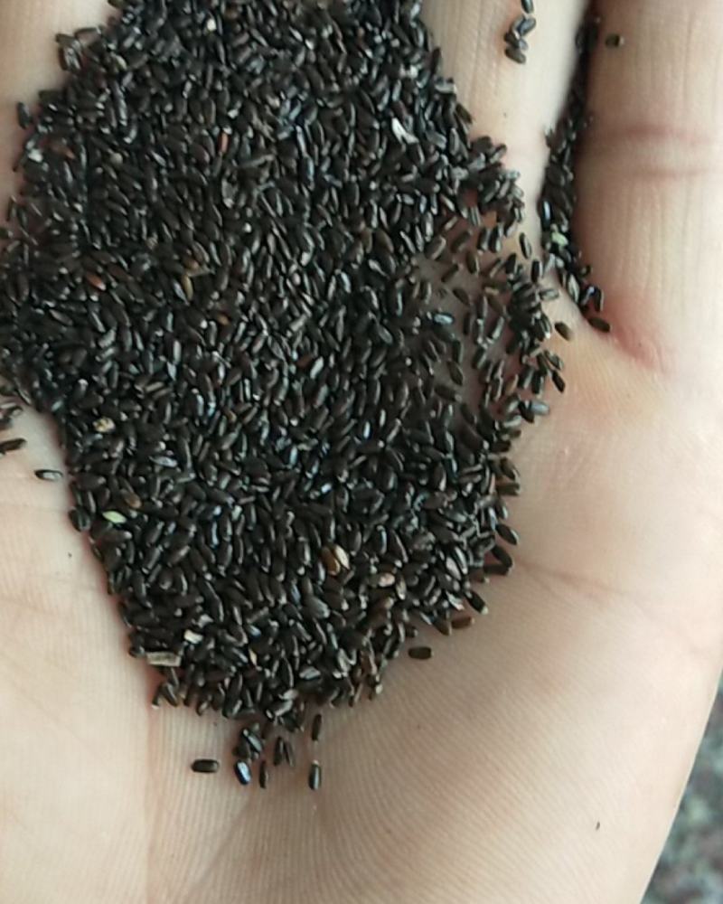新产熏衣草种子熏衣草籽香草种子多年生可在线交易