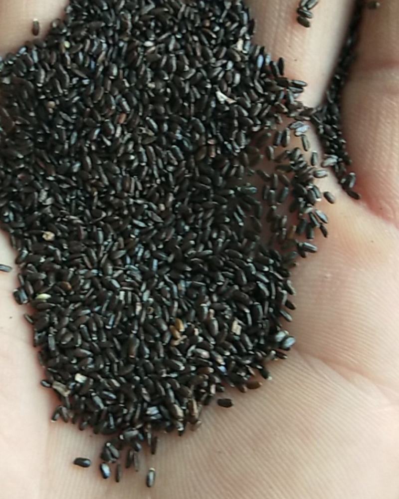 新产熏衣草种子熏衣草籽香草种子多年生可在线交易