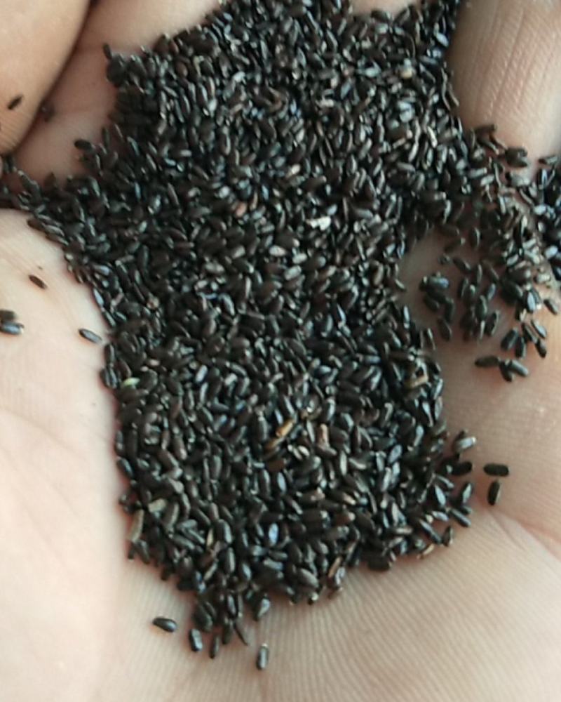 新产熏衣草种子熏衣草籽香草种子多年生可在线交易