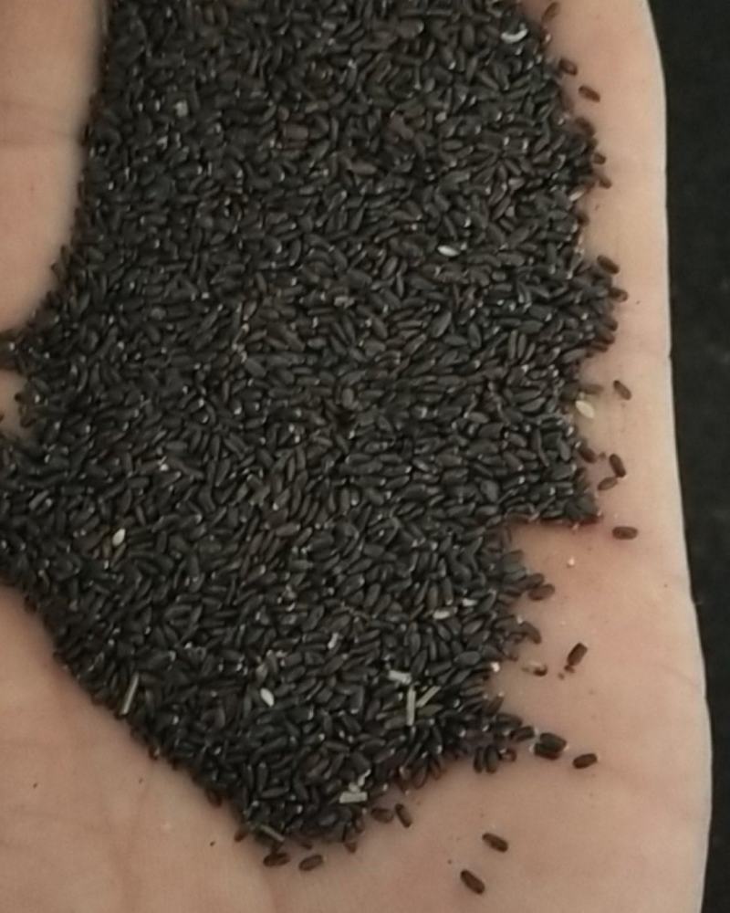 新产熏衣草种子熏衣草籽香草种子多年生可在线交易