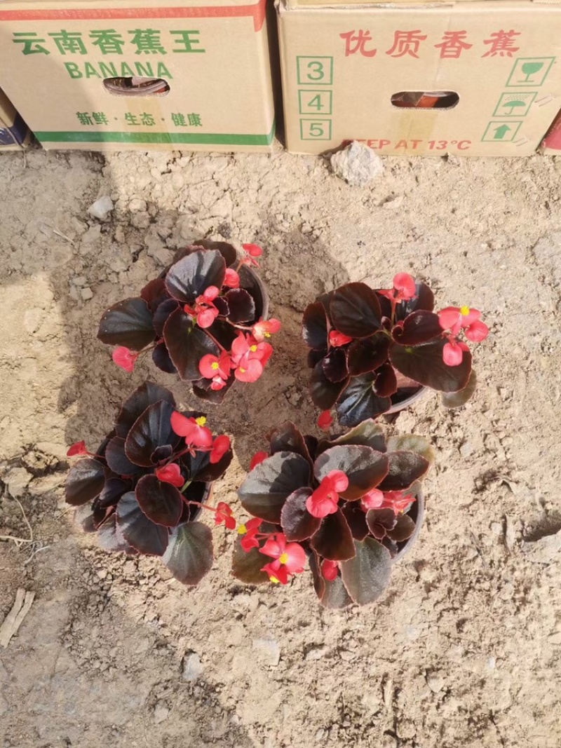 四季海棠苗双色盆四季海棠大型四季海棠批发基地