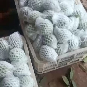 热带水果