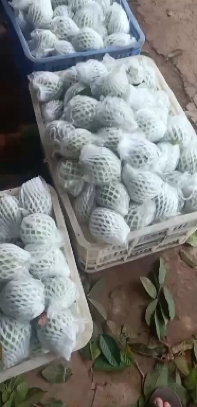 热带水果
