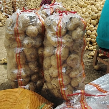 河南南阳新野荷兰十五，中暑！土豆上市中！
