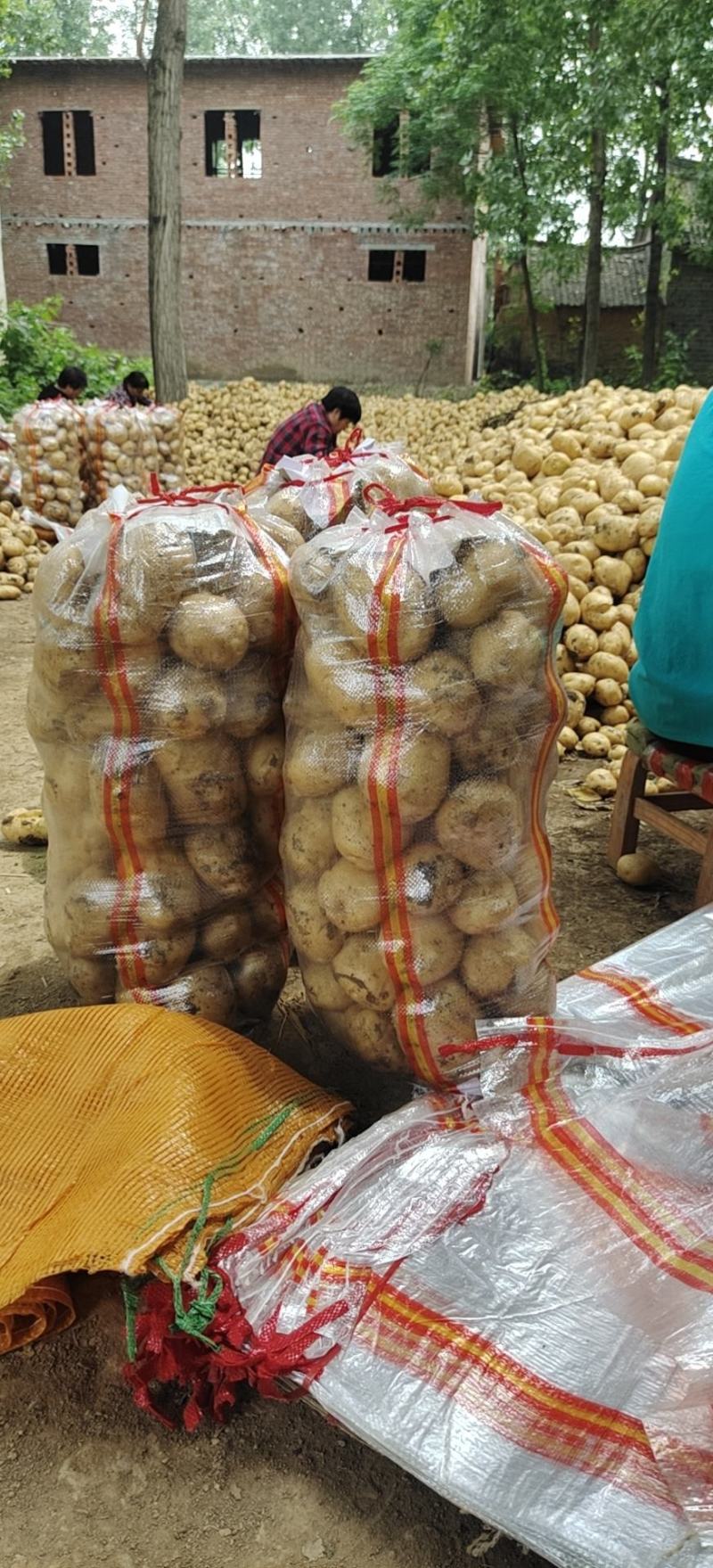 河南南阳新野荷兰十五，中暑！土豆上市中！