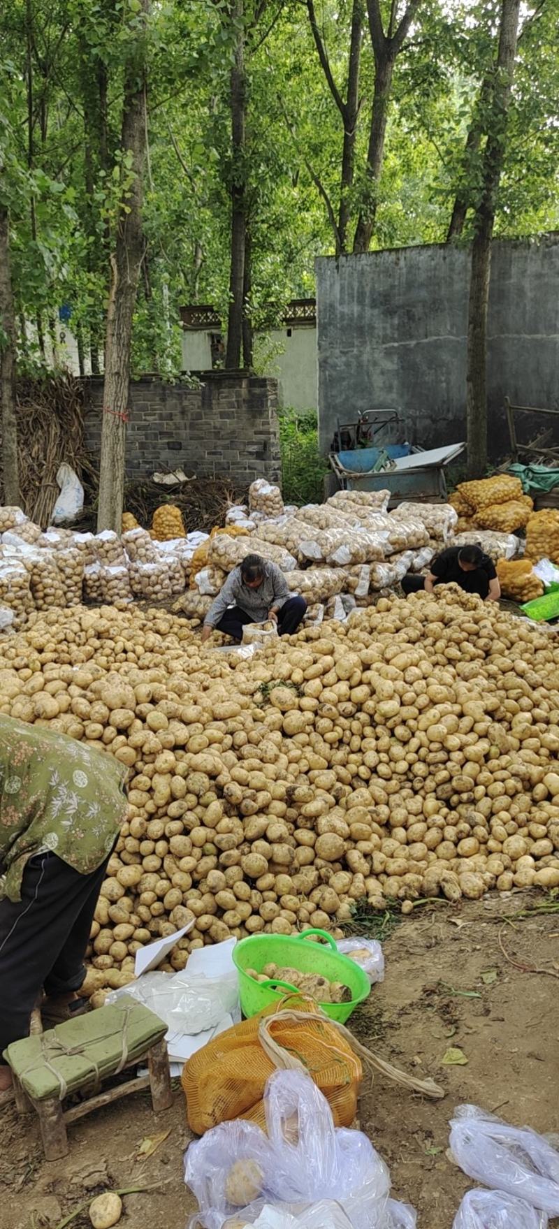 河南南阳新野荷兰十五，中暑！土豆上市中！